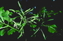 Nyctaginaceae - Ceodes brunoniana 