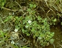 Ochnaceae - Sauvagesia erecta 