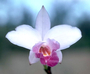Orchidaceae - Arundina graminifolia 