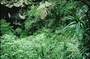 Pandanaceae - Freycinetia arborea 
