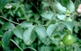 Passifloraceae - Passiflora edulis 