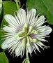 Passifloraceae - Passiflora foetida 