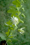 Passifloraceae - Passiflora subpeltata 