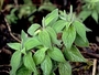 Piperaceae - Peperomia hirtipetiola 