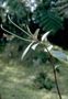 Piperaceae - Peperomia hypoleuca 