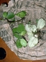 Piperaceae - Peperomia latifolia 