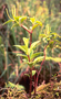 Piperaceae - Peperomia macraeana 