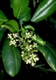 Pittosporaceae - Pittosporum glabrum 