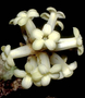 Pittosporaceae - Pittosporum hosmeri 