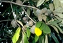 Pittosporaceae - Pittosporum hosmeri 