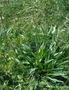 Plantaginaceae - Plantago lanceolata 