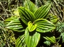Plantaginaceae - Plantago pachyphylla 