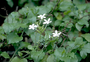 Plumbaginaceae - Plumbago zeylanica 