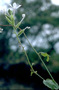 Plumbaginaceae - Plumbago zeylanica 