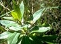 Primulaceae - Lysimachia glutinosa 