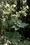 Ranunculaceae - Anemone hupehensis var. japonica 