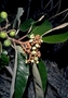 Rhamnaceae - Alphitonia ponderosa 