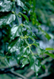 Rhamnaceae - Colubrina asiatica 