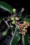 Rhamnaceae - Alphitonia ponderosa 