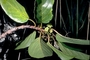 Rhamnaceae - Colubrina oppositifolia 