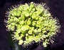 Caryophyllaceae - Schiedea globosa 