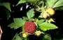 Rosaceae - Rubus hawaiensis 