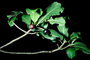 Rubiaceae - Bobea brevipes 