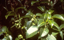 Rubiaceae - Bobea sandwicensis 