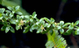 Rubiaceae - Coprosma elliptica 
