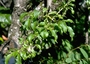 Rubiaceae - Coprosma foliosa 
