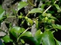Rubiaceae - Coprosma foliosa 