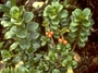 Rubiaceae - Coprosma ochracea 