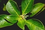 Rubiaceae - Coprosma ochracea 