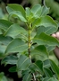 Rubiaceae - Coprosma pubens 