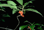 Rubiaceae - Coprosma rhynchocarpa 