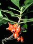 Rubiaceae - Coprosma rhynchocarpa 