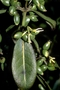 Rubiaceae - Coprosma waimeae 