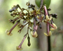 Rubiaceae - Kadua centranthoides 