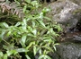Rubiaceae - Kadua foggiana 