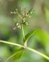 Rubiaceae - Kadua foggiana 