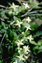 Rubiaceae - Kadua flynnii 