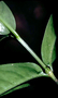 Rubiaceae - Kadua affinis 
