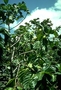 Rubiaceae - Morinda citrifolia 