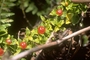 Rubiaceae - Nertera granadensis 