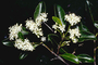 Rubiaceae - Psydrax odorata 