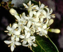 Rubiaceae - Psydrax odorata 