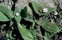 Rubiaceae - Richardia brasiliensis 