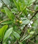 Rutaceae - Melicope anisata 