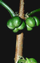 Rutaceae - Melicope spathulata 