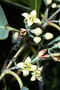Santalaceae - Santalum ellipticum 